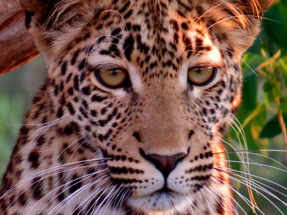 Moremi Golden Africa Safaris Leopard