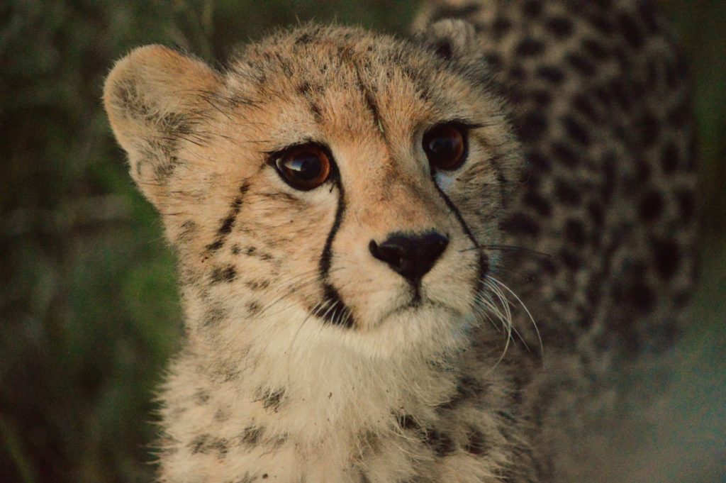 Central Kalahari Nxai Pans Golden Africa Safaris Cheetah Cub