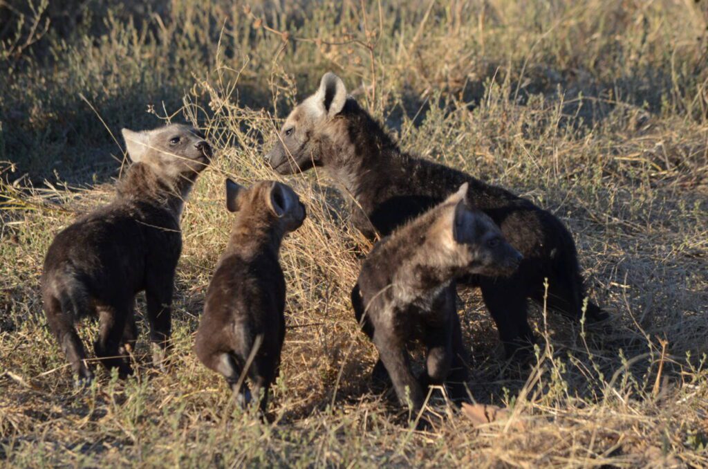 Central Kalahari Nxai Pans Golden Africa Safaris Brown Hyena