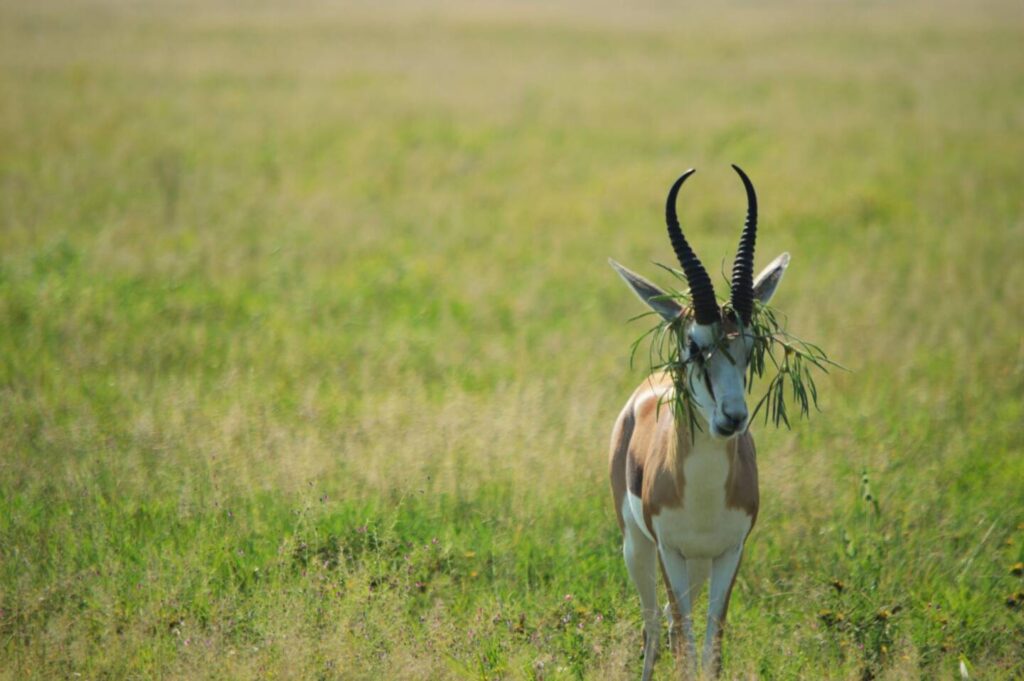 Central Kalahari Nxai Pans Golden Africa Safaris Impala