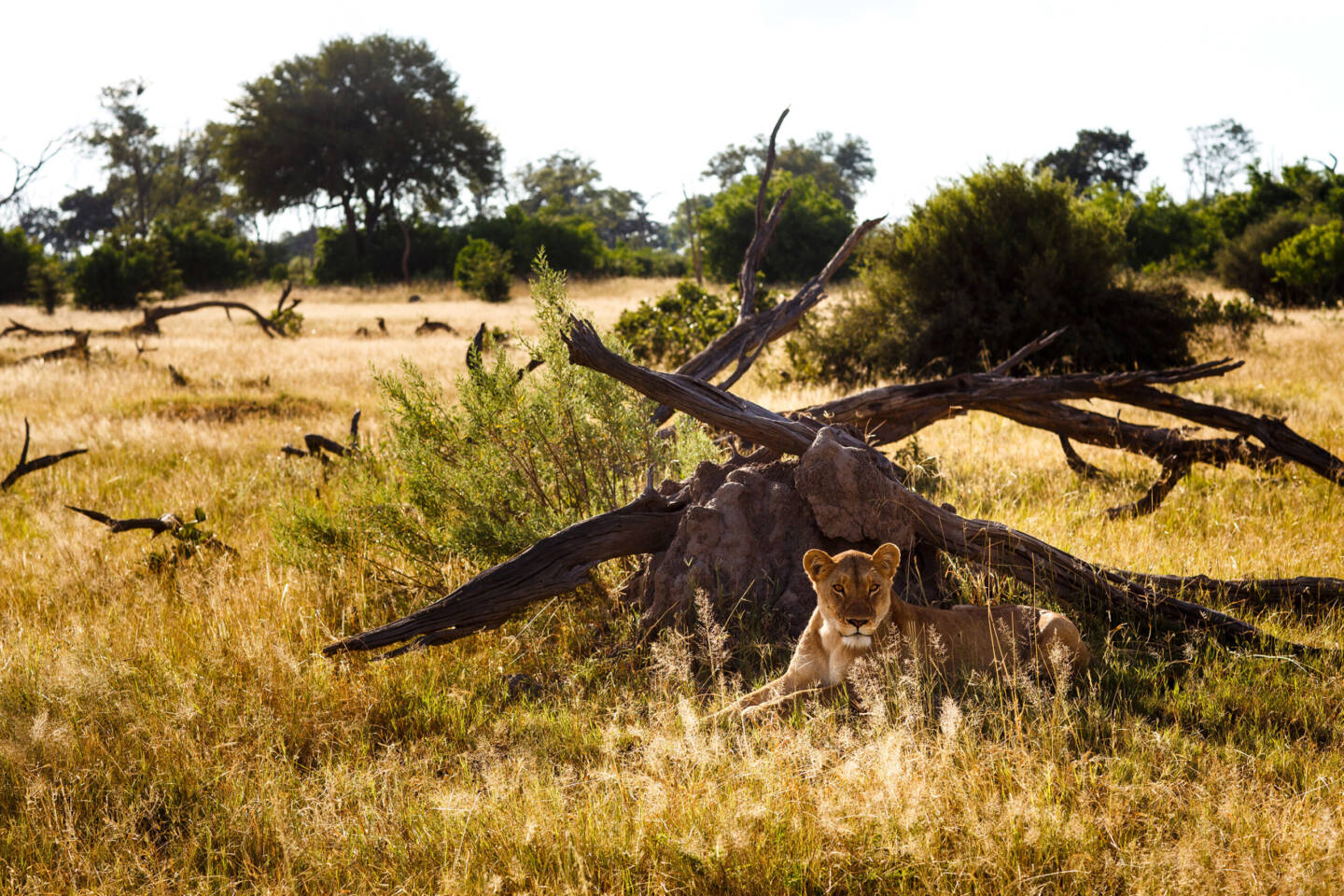 golden africa safaris