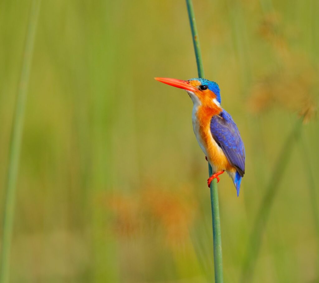 Malchite-Kingfisher-Okavango