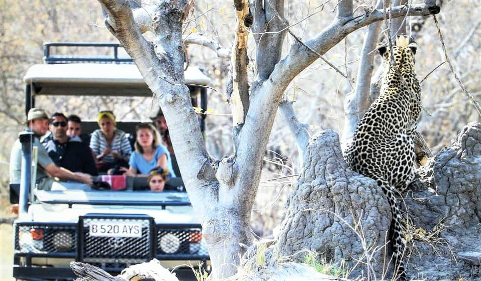 Watching-a-relaxed-male-leopard-on-safari-in-Khwai-Okavango-Delta-Botswana